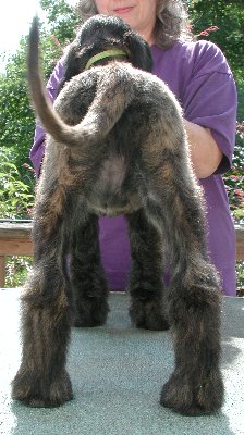 Green-BlkMskRed BrindleGirlR10wks.jpg - 32.27 K